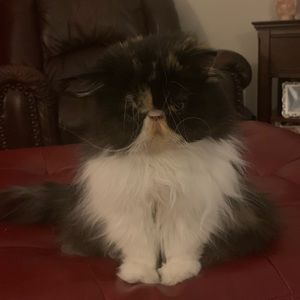 Meet your Posher, Connie